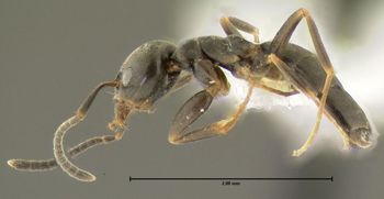 Media type: image;   Entomology 615135 Aspect: habitus lateral view